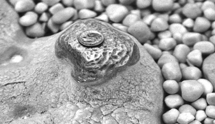 [Knobby sinter structure]